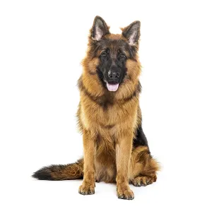 German Shepherd Prints: Sitting and panting German shepherd