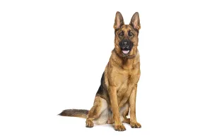 German Shepherd Sitting and Panting Print