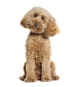 Pedigree Dog Studio Shot Prints: Sitting Poodle looking at the camera