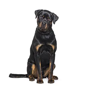 Guard Dog Prints: Sitting Rottweiler facing the camera
