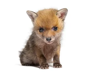 Studio Shot Of A Fox Prints: Sitting five weeks old Red fox cub looking at the camera