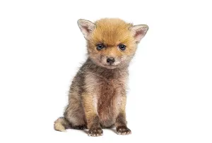 Cute Young Animal Prints: Sitting five weeks old Red fox cub looking at the camera