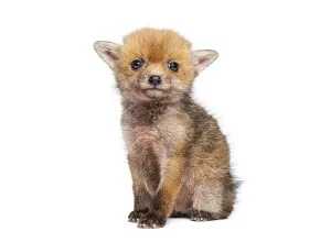 European Red Fox Cub Prints: Sitting five weeks old Red fox cub looking at the camera