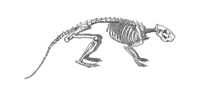 Historical Animal Illustration Prints: Skeleton of the cane rat