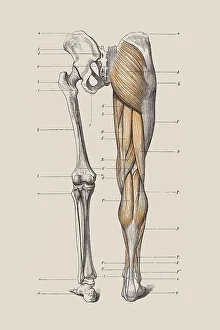 Framed Print : Anatomical Print of Human Legs with Muscle Structure Framed Print : Anatomical Print of Human Legs with Muscle Structure