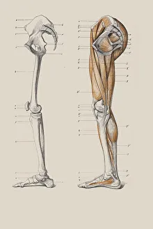 Human Body Parts Anatomy Prints: Skeleton of legs with the muscle structure