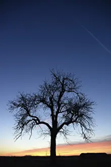 Deserted Farmland Scene Prints: Sky, cloud, evening, clouds, tree