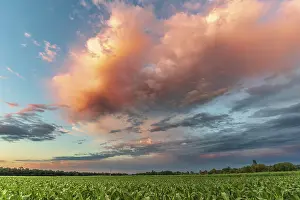 Evening Sunset Sky Prints: Sky of pink and orange clouds over the fields in the evening at sunset