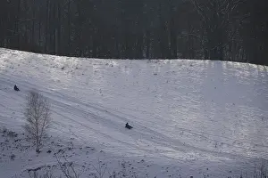 Winter Sports Europe Prints: Sledging, Winter, Germany