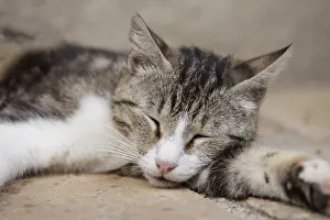 Feliformia Nature Images Prints: Sleeping cat, close-up