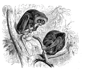Digitally Restored Print of Slender Loris (Stenops) gracilis