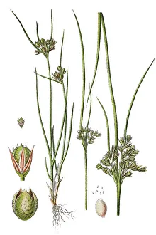 Natural Remedy Plants Prints: Slender Rush, Path Rush, Field Rush
