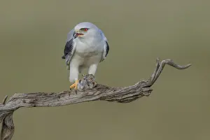Prints of Slider (Elanus caeruleus), eats vole, Extremadura, Spain Black Kite Prints: Slider (Elanus caeruleus) Print, Spain