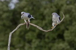 European Birds Of Prey Prints: Slider (Elanus caeruleus), pair