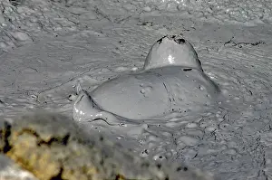 Iceland Geothermal Landscape Prints: Smacking and bubbling mud springs