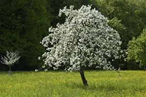 Apple Tree Blossom Prints: A small and a big apple tree in full bloom in spring