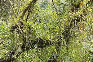 Epiphyte Plant Life Prints: Small biotope with orchids, bromeliads