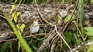 Bird Perched On Twig Prints: A small bird sits between branches in a dense
