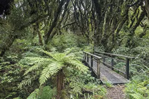 New Zealand Rainforest Prints: Small bridge along the path, with dense moss-covered trees in the rainforest