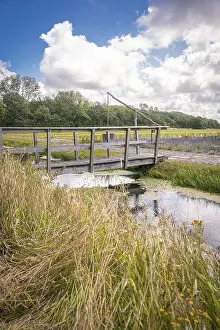 Benelux Waterfront Scene Prints: Small bridge over stream in the green