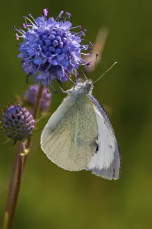 Cabbage White Butterfly Pictures Prints: Small cabbage white, Pieris Rapae