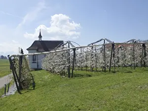 Rural European Scenery Prints: Small chapel next to blooming trees
