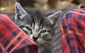Feliformia Mammal Photography Prints: Small fluffy kitten close to