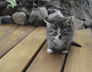 Close Up Pet Photos Prints: Small fluffy kitten looking at the camera close to