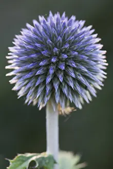 Emsland Nature Scenes Prints: Small globe thistle (Echinops ritro)