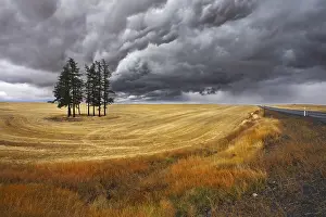 Deserted Farmland Scene Prints: Small grove in fields after a harvest