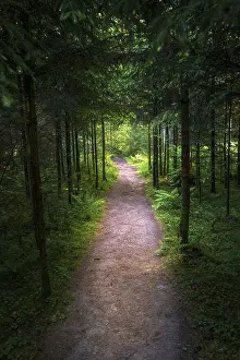 European Rural Landscapes Prints: Small hiking path in the black forest