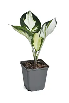 Ornamental Garden Plants Prints: Small Hosta x Fortunei Fire