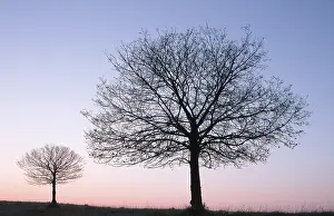 Baden Wurttemberg Germany Prints: Small Leafed Lime at dusk in winter