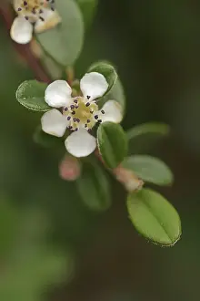 Prints of Small-leaved cotinga (Cotoneaster microphyllus), flower, ornamental plant, native to Asia Cotinga Prints: Small-leaved Cotinga Print, Ornamental Plant from Asia
