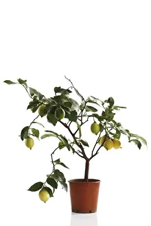 Citrus Fruits Still Life Prints: Small lemon tree