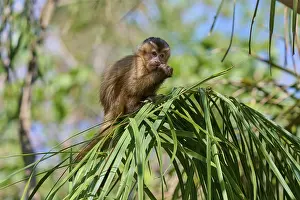 Capuchin Monkey Prints: Small monkey sitting on a branch