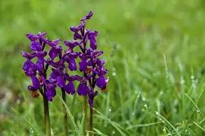 Prints of Small orchid, fool's cap, orchids, orchid family, orchis morio, salep orchid, satyrion, Sweden, stendelwurz, flora, green-veined orchid, green-winged orchid, plants, plants, Sweden Rhinolophidae Prints: Small Orchid Print, Green-veined Orchid in Sweden