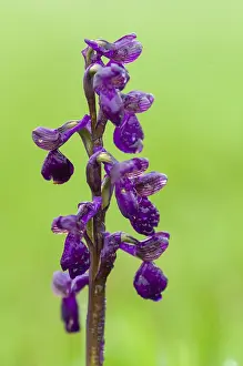 Prints of Small orchid, fool's cap, orchids, orchid family, orchis morio, salep orchid, satyrion, Sweden, stendelwurz, flora, green-veined orchid, green-winged orchid, high size, portrait format, plants Rhinolophidae Prints: Small Orchid Print, Orchis Morio