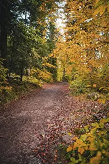 Autumn Forest Germany Prints: Small path through the forest in autumn
