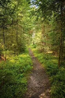Schwarzwald Landscape Photo Prints: Small path through the forest, Black Forest