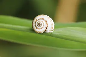 Close Up Snail Prints: Small snail on reed at close range