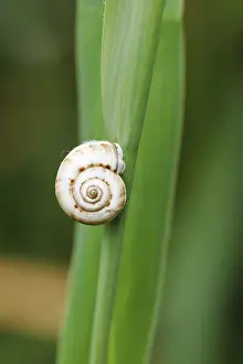 Close Up Snail Prints: Small snail on reed leaf at close range