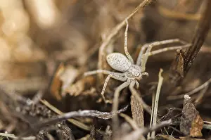 Wildlife Photography Arachnid Prints: Small spider hiding in the grass