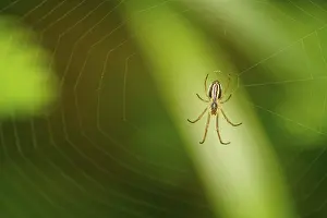 Animal In The Wild Prints: Small spider sitting in their network