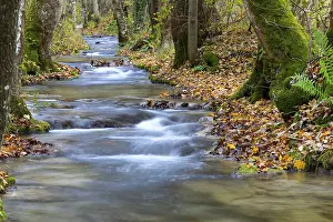 Autumnal Germany Prints: Small steps in the stream, water