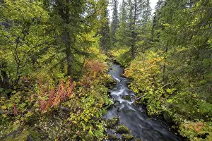 Uninhabited Swedish Countryside Prints: Small stream flows through autumnal forest
