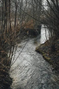 Bare Tree Photography Prints: A small stream flows between bare trees