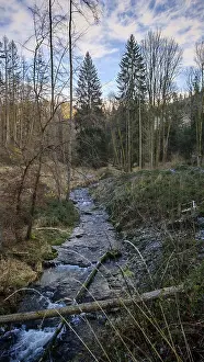Wooded Landscape Photo Germany Prints: A small stream flows through the wintry forest