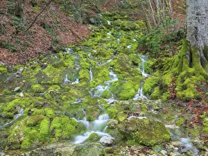 Swabian Jura Landscape Prints: Small stream over limestone tuff cliffs covered by moss
