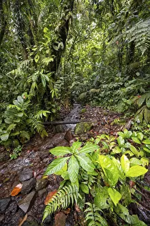 Primeval Forest Landscape Shot Prints: Small stream in the tropical rainforest